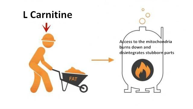 L Carnitine L Carnitine