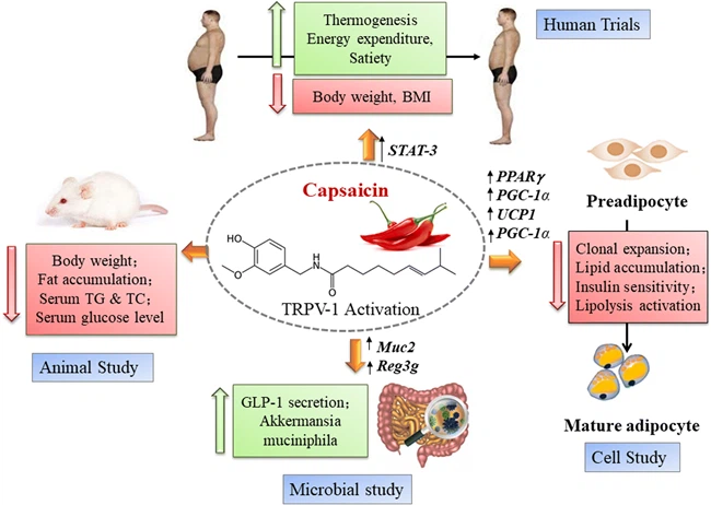 PURE Capsaicin PURE Capsaicin